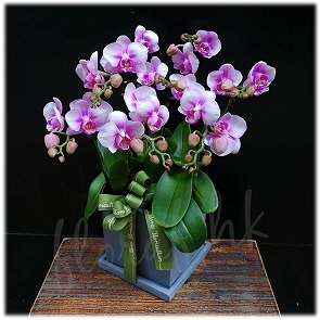 OR22  台灣迷你蝴蝶蘭 台灣孖菖蝴蝶蘭 台灣蘭花  